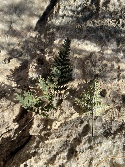 Notholaena neglecta, photographed by Matt Berger