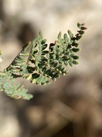 Notholaena neglecta, photographed by Matt Berger