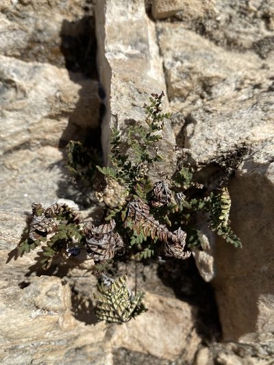Notholaena neglecta, photographed by Matt Berger