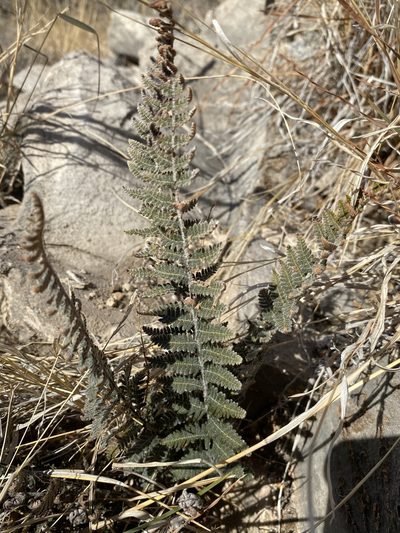 Notholaena aschenborniana, photographed by Matt Berger