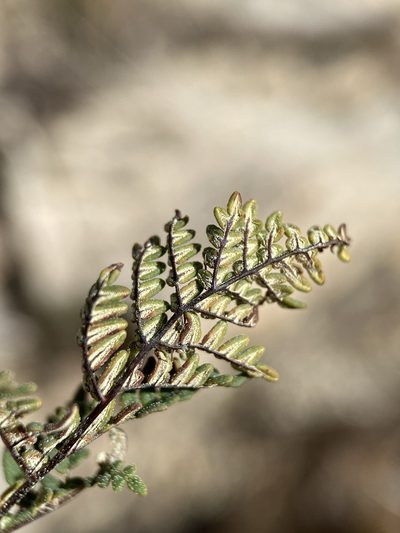Notholaena neglecta, photographed by Matt Berger