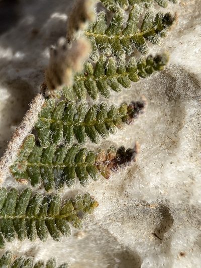 Notholaena aschenborniana, photographed by Matt Berger