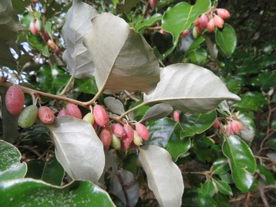 Elaeagnus macrophylla, photographed by Marco Mussita