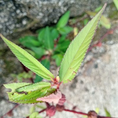 Corchorus capsularis, photographed by Beah Vega
