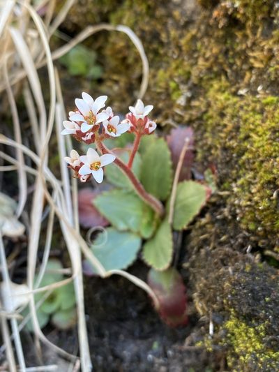 Micranthes eriophora, photographed by Matt Berger