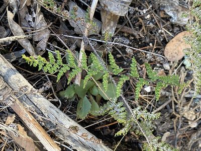 Myriopteris fendleri, photographed by Matt Berger