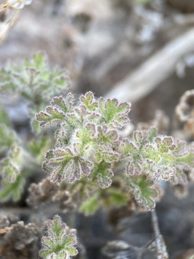 Perityle lemmonii, photographed by Matt Berger