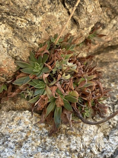 Graptopetalum rusbyi, photographed by Matt Berger