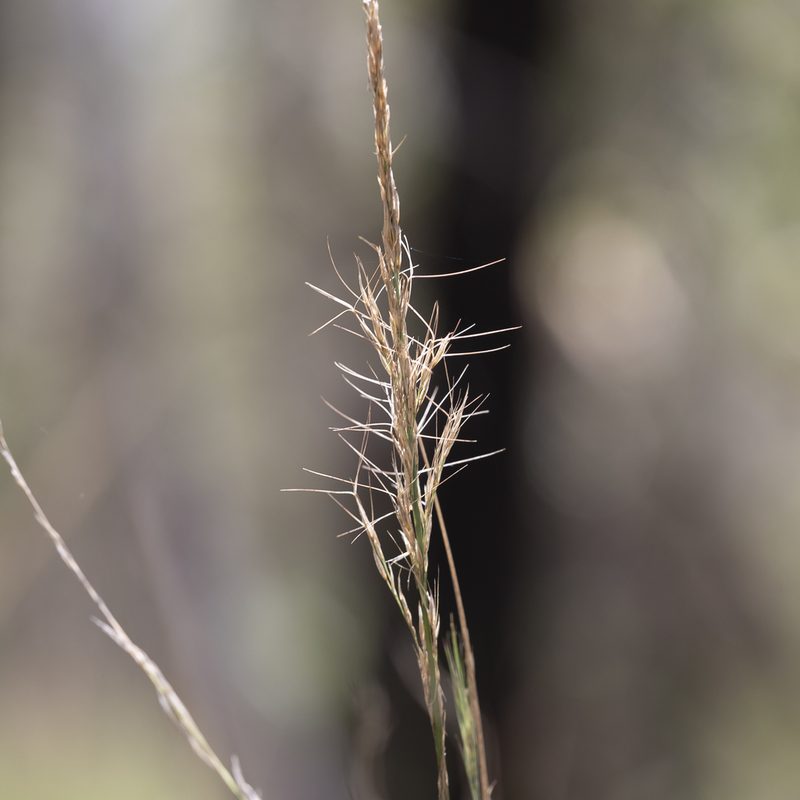 Aristida lignosa, photographed by Kym Nicolson