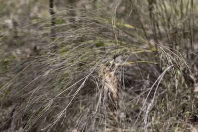 Aristida lignosa, photographed by Kym Nicolson