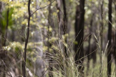 Aristida lignosa, photographed by Kym Nicolson