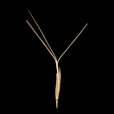 Aristida lignosa, photographed by Kym Nicolson