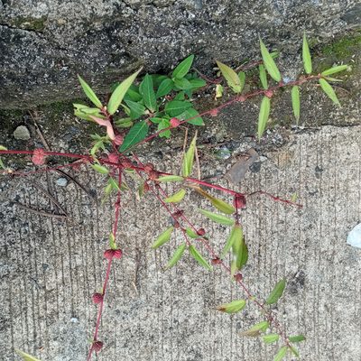 Corchorus capsularis, photographed by Beah Vega