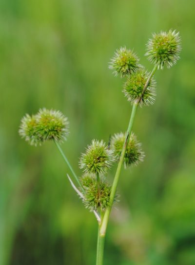 Juncus brachycarpus, photographed by Zihao Wang
