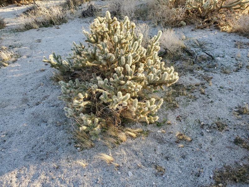 Cylindropuntia wolfii, photographed by Bob Miller