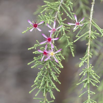 Calytrix exstipulata, photographed by Kym Nicolson