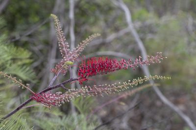 Grevillea dryandri, photographed by Kym Nicolson