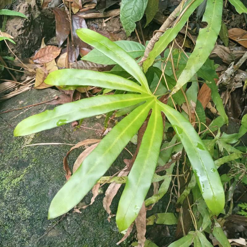 Lygodium circinnatum, photographed by Beah Vega