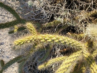 Cylindropuntia ganderi, photographed by Bob Miller