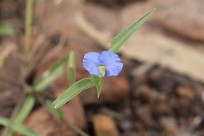 Commelina ensifolia, photographed by Kym Nicolson