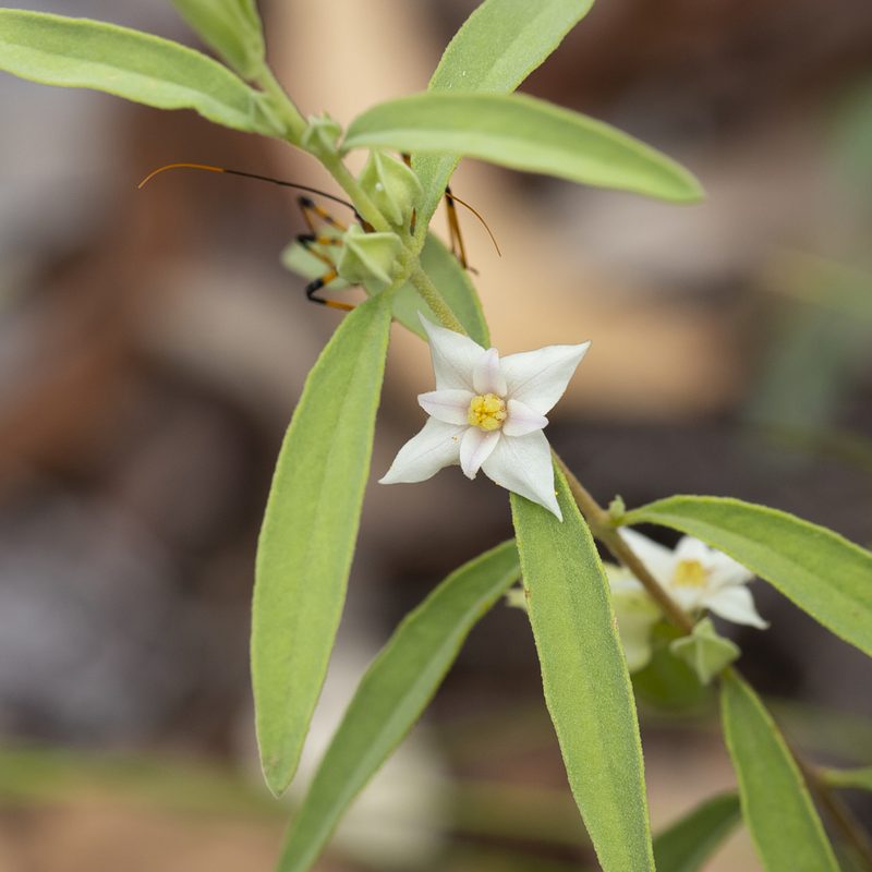 Boronia grandisepala, photographed by Kym Nicolson