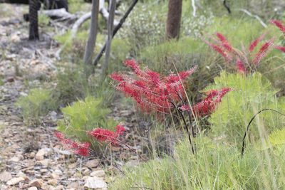 Grevillea dryandri, photographed by Kym Nicolson
