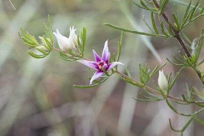 Boronia lanuginosa, photographed by Kym Nicolson