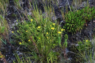 Villarsia capensis, photographed by Tony Rebelo