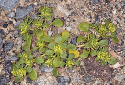 Gilmania luteola, photographed by Steve Matson