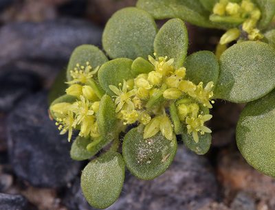 Gilmania luteola, photographed by Steve Matson