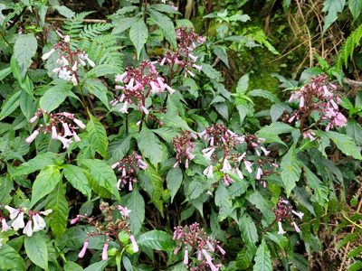 Ophiorrhiza japonica, photographed by Yu-Huang Wang