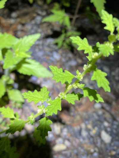 Dysphania carinata, photographed by Greg Tasney
