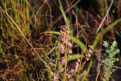 Erica chionophila, photographed by Tony Rebelo