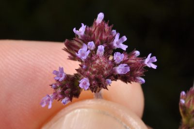 Verbena incompta, photographed by Pieter Pelser