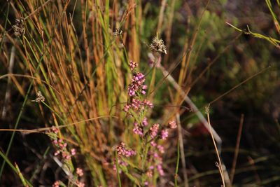 Erica chionophila, photographed by Tony Rebelo