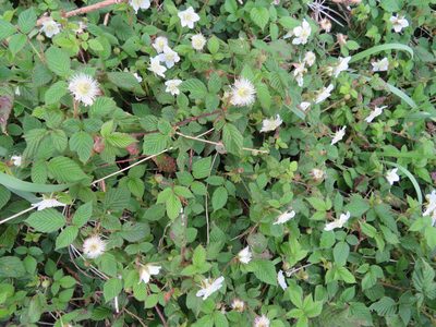 Rubus hirsutus, photographed by Marco Mussita