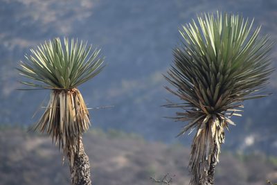 Yucca decipiens, photographed by Tereso Hernández Morales