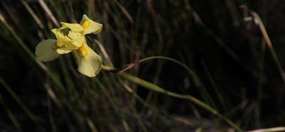 Moraea anomala, photographed by Tony Rebelo