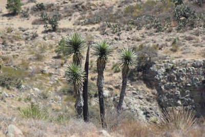 Yucca decipiens, photographed by Tereso Hernández Morales