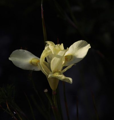 Moraea anomala, photographed by Tony Rebelo