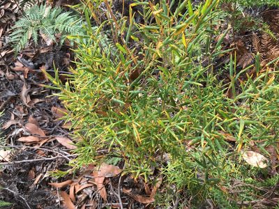 Leucopogon australis, photographed by Miguel de Salas