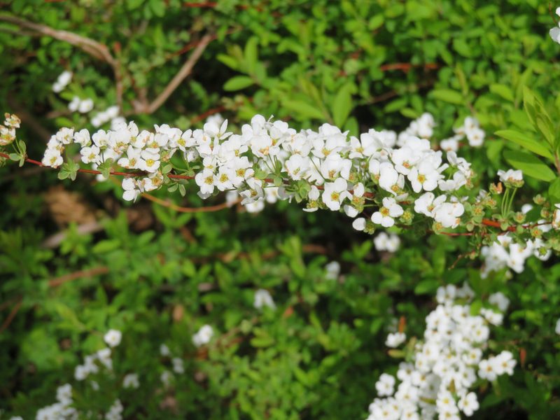 Spiraea thunbergii, photographed by Marco Mussita
