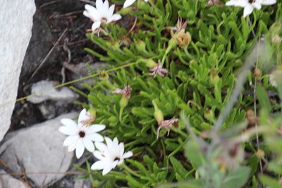 Dimorphotheca acutifolia, photographed by Tony Rebelo