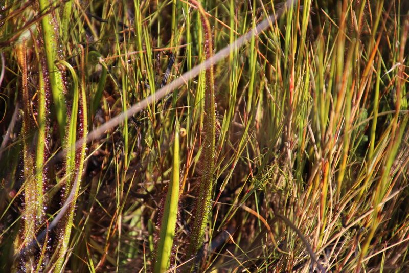 Drosera regia, photographed by Tony Rebelo