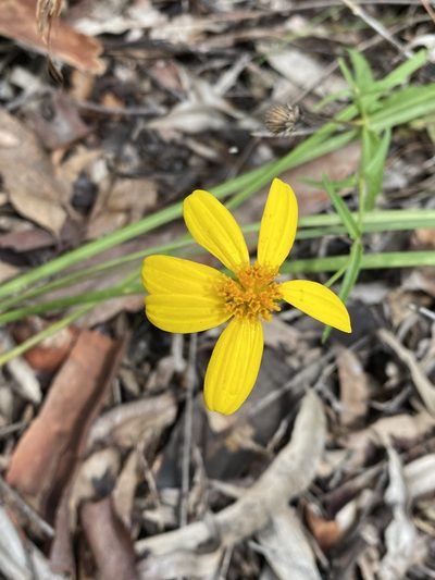 Apowollastonia spilanthoides, photographed by Greg Tasney