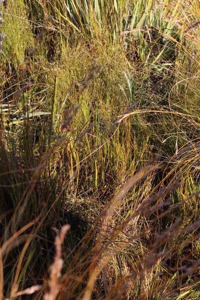 Drosera regia, photographed by Tony Rebelo