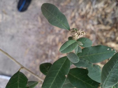 Spyridium globulosum, photographed by Helium Luo