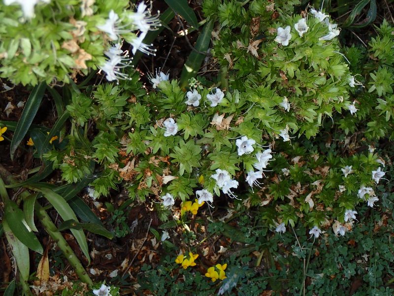 Echium decaisnei, photographed by Julien Renoult