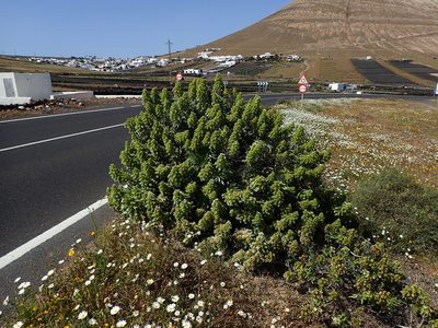 Echium decaisnei, photographed by Julien Renoult