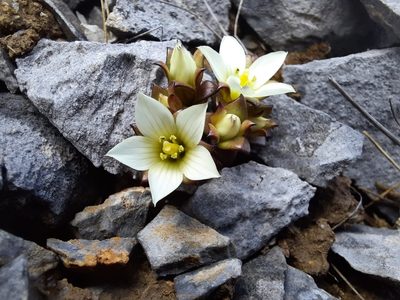 Gentianella filipes, photographed by Alice Shanks